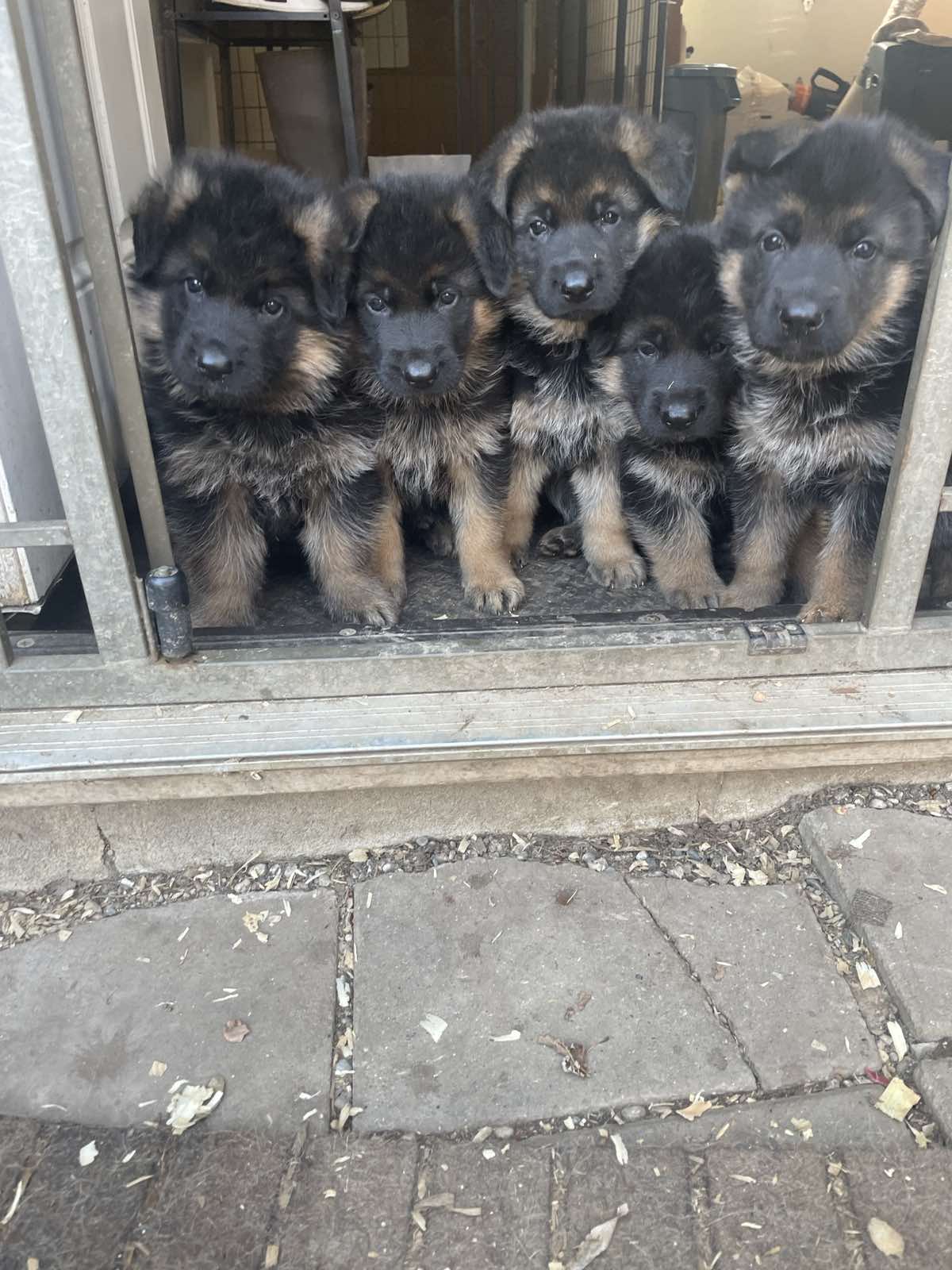 German Shepherd puppies - Litters - Vom Dana Haus